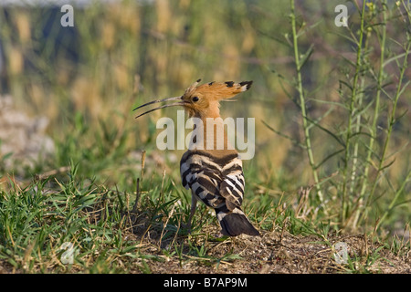 Wiedehopf (Upupa Epops) Stockfoto