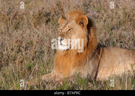 Afrikanische männlichen Löwen sitzen North Mara Reserve Kenia Stockfoto