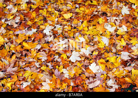 Herbstblätter auf der Erde, Waldboden, Ahorn-Blätter (Acer spec.), Herbstlaub, Blätter im Herbst farbige Stockfoto