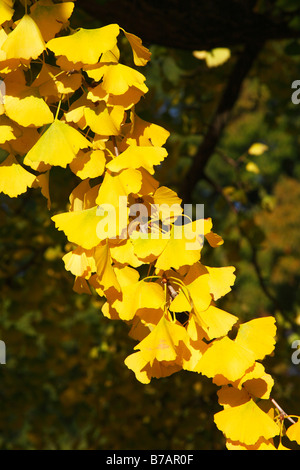 Ginkgo-Baum, tausend-Baum (Ginkgo Biloba), Blätter in Herbstfärbung, gelbe Laub, Heilpflanze Stockfoto