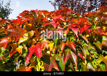Boston-Efeu, japanische Schlingpflanze, Japanisch Ivy (Parthenocissus Tricuspidata) in Herbstfarben Stockfoto