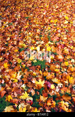 Buntes Herbstlaub auf dem Rasen, herbstliche Ahornblätter (Acer spec.), fallen, Blätter in herbstlichen Farben Stockfoto