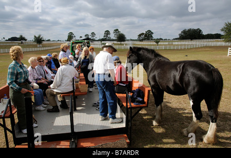 New England Shire Horse Centre Ocala Florida USA Besucher auf Traktor-Tour der farm Stockfoto