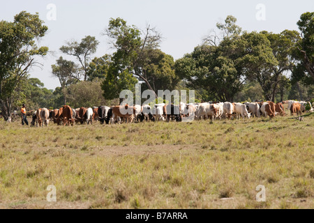 Hirte mit Masai Rinderherden weiden Masai Mara Nord Reserve Kenia Stockfoto