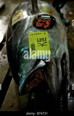 Thunfisch-Auktion am Tokyo Metropolitan zentrale Großmarkt oder Tsukiji-Fischmarkt ist der größte Fischmarkt der Welt Stockfoto