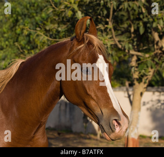 Pferd-Indien gebogenen Ohren exotische Asien asiatisch Indianer Stockfoto