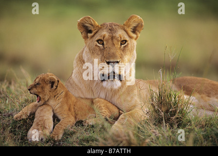 Mutter Lion Cub müde zu schützen Stockfoto