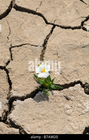 Blume wächst in rissige Erde Stockfoto