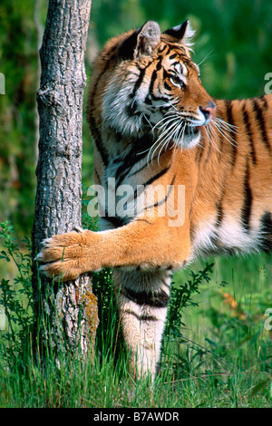 Sibirische Tiger posiert neben einem Baum - kontrollierten Bedingungen Stockfoto