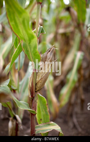 Nahaufnahme von Mais, Springridge Bauernhof, Milton, Ontario, Kanada Stockfoto