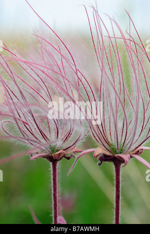 Priairie Rauch Geum triflorum Stockfoto