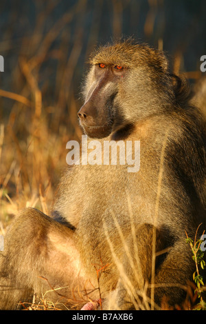 Pavian sitzend Stockfoto