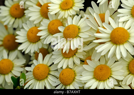 Anthemis Tinctoria gelb Blüten der goldene Kamille Nahaufnahme Makro Detail hautnah Stockfoto