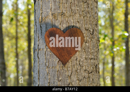 Herz aus Holz auf Baum Stockfoto