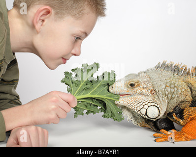 kleiner Junge Fütterung grünes Blatt zu großen Hunger pet Eidechse Stockfoto