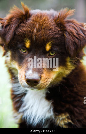 Porträt des Hundes Stockfoto