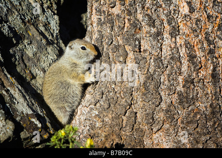 Eichhörnchen, Yellowstone-Nationalpark, Wyoming, USA Stockfoto