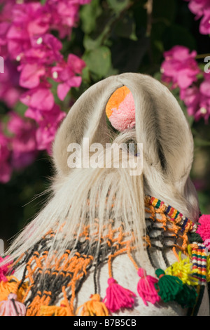 Pferd-Indien gebogenen Ohren exotische Asia asiatisches Kostüm Stockfoto