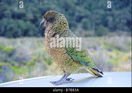 Kea, Neuseeland Papagei auf einem Auto in der Nähe von Milford Sound Stockfoto