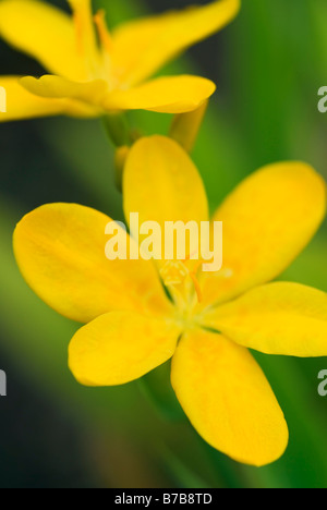 BELAMCANDA CHINENSIS HALLO GELB Stockfoto