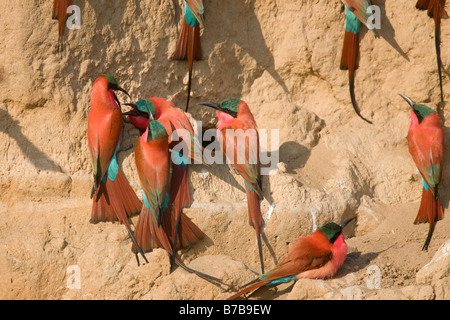 Südlichen Carmine Bienenfresser bei ihren Schlamm Wand Nester, Okavango Panhandle, Botswana Stockfoto