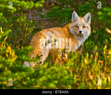 Rotfuchs im Mount Rainier National Park im Herbst Stockfoto