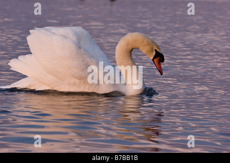 Schwan im Morgengrauen in Yamanaka Ko in der Nähe von Fuji fünf-Seen-Land Stockfoto