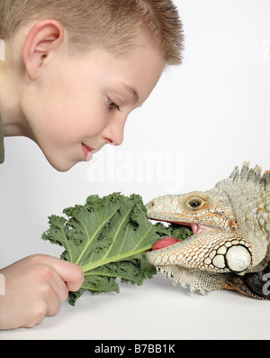 kleiner Junge Fütterung grünes Blatt zu großen Hunger pet Eidechse Stockfoto