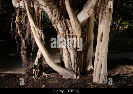 Ficus Rubiginosa Var Glavescens Detail des Rumpfes und der Luftwurzeln Stockfoto