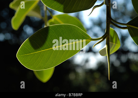 Ficus Rubiginosa Var Glavescens Detail der Blätter Stockfoto