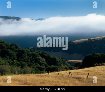 Nebel eingebettet in CARMEL VALLEY in Kalifornien Stockfoto