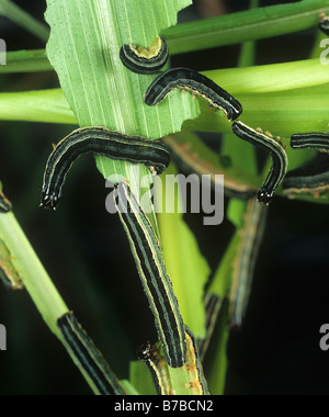 Afrikanischen Armyworm Spodoptera Exempta Raupen auf beschädigte Maisblätter Stockfoto