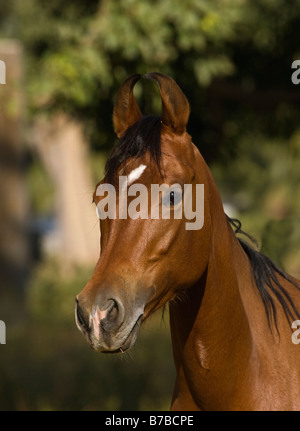 Pferd-Indien gebogenen Ohren exotische Asien asiatisch Indianer Stockfoto