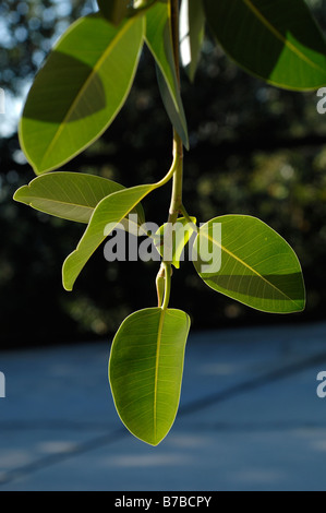 Ficus Rubiginosa Var Glavescens Detail der Blätter Stockfoto