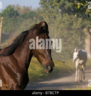 Pferd-Indien gebogenen Ohren exotische Asien asiatisch Indianer Stockfoto