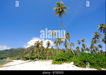 Temae Strand, Moorea, Französisch-Polynesien Stockfoto