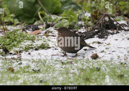 Weibliche Amsel Turdus Merula im Schnee in einem Wintergarten Stockfoto