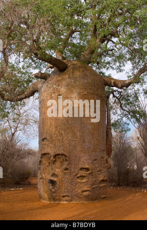 Baobab Baum Affenbrotbäume Za Ifaty spiny forest Süd-Madagaskar Stockfoto