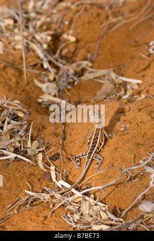 Thre eyed Lizard Chalarodon Madagascariensis Ifaty Madagaskar Stockfoto