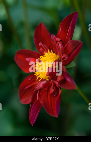 NAHAUFNAHME VON DAHLIA DON HILL Stockfoto