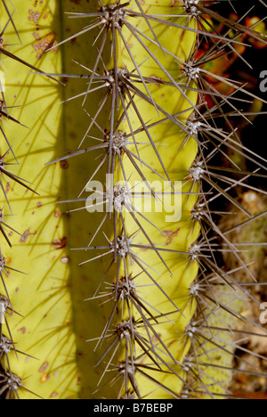 SPIKES STACHY STING STÄRKE TEXAS TEXTUR DICK DURSTIG AUTSCH DORNEN QUÄLEN ZÄHE VEGETATION WASSERLOS WASSERLOS VIELE VERDE ESPINA PELIGRO MIL Stockfoto