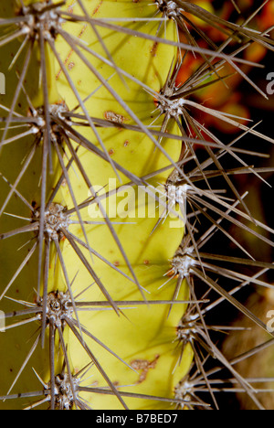 SPIKES STACHY STING STÄRKE TEXAS TEXTUR DICK DURSTIG AUTSCH DORNEN QUÄLEN ZÄHE VEGETATION WASSERLOS WASSERLOS VIELE VERDE ESPINA PELIGRO MIL Stockfoto