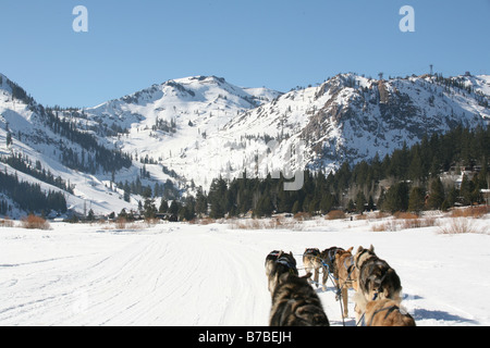 Hundeschlitten über die verschneiten Berge Stockfoto