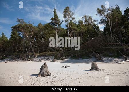 Bäume ausgehöhlt von Sanddünen am Rande des Slowinski Strand an der Ostsee Polen Stockfoto