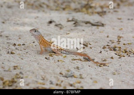 Drei eyed Lizard Chalarodon Madagascariensis Ifaty Madagaskar Stockfoto