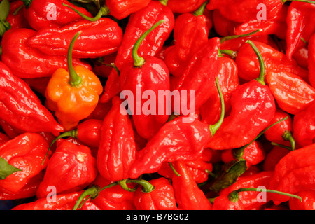 Nahaufnahme von frisch geernteten Red Chilli Peppers Stockfoto