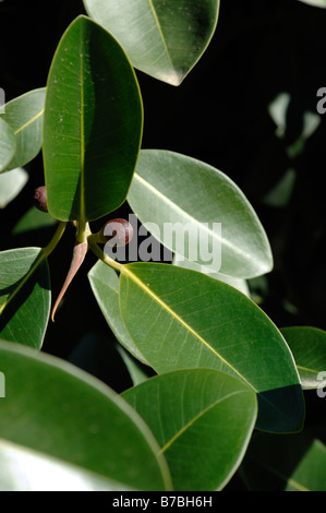 Ficus Rubiginosa Var Glavescens Blätter und Früchte detail Stockfoto