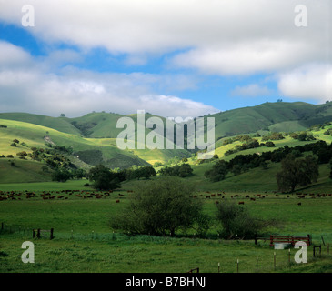 Späten Nachmittag Sonnenlicht auf die Eiche besetzt Hügellandschaft des CARMEL VALLLEY S Vieh Land Kalifornien Stockfoto