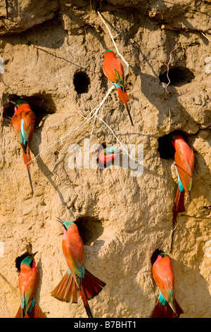 Südlichen Carmine Bienenfresser bei ihren Schlamm Wand Nester, Okavango Panhandle, Botswana Stockfoto