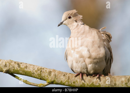 Rotflügel Taube Streptopelia Decaocto thront auf Zweig South Lanarkshire März Stockfoto